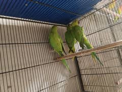 ringneck pathay