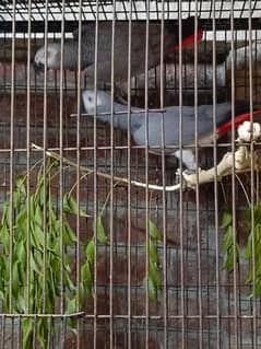 African grey breeder pair
