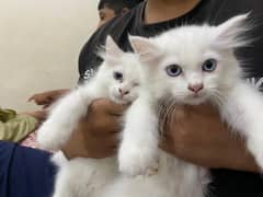 persian kittens pair
