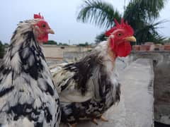 Breeder mottled Bantam pair