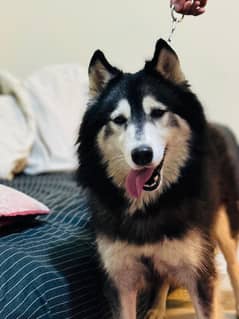 Siberian husky