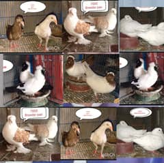 Fancy pigeons | Jacobin | frill back | nun | danish | king | owl
