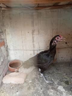 Thai dragon eyes female Available