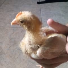 3 months Chick for sale