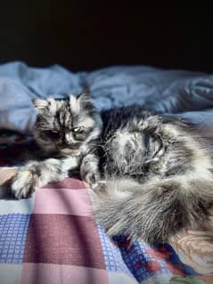 Cute young Persian cat in rare color.