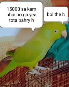 3 month pahary h