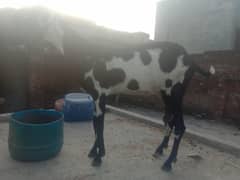 best goat