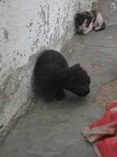cats for sale