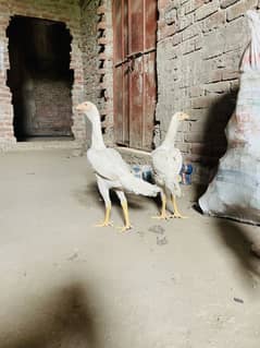1 male 3female shamo cross