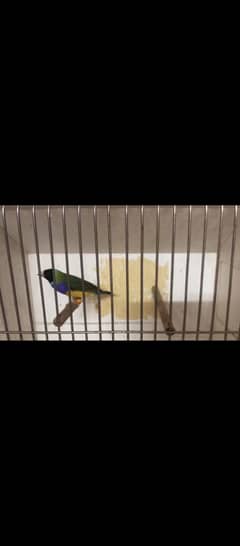 1 pair yellow lady gouldien available2 male available yellow and green