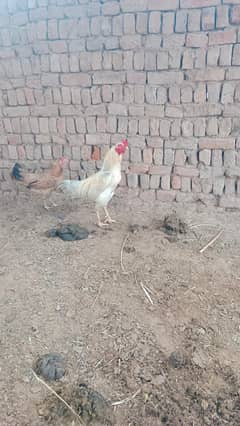 Heera