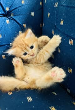 Persian