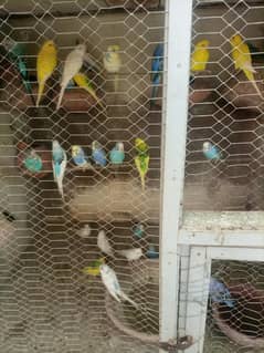 Parrot