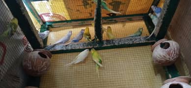 Australian  parrots  birds total 16 with cage for sale 0312-5048735