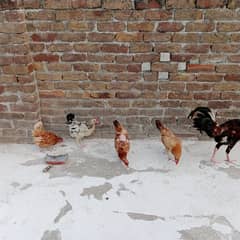 Hens for sales, 1500 per hen, 2500 cock