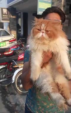 piki