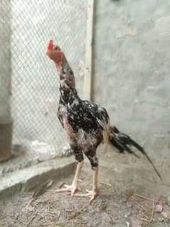 high quality game chicks avilable