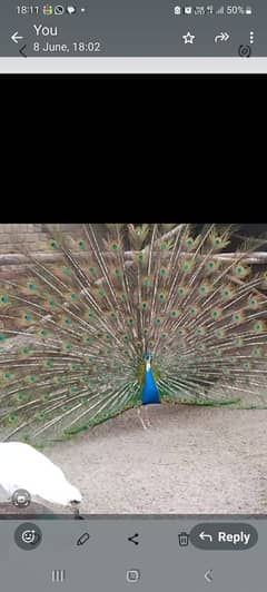 Peacocks