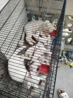 2 cats with 4 Childrens
