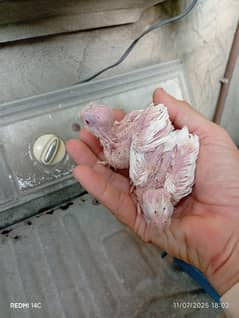 Eno and Common White Chicks available for Hand Tame