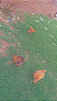 Golden Buff chicks for sale