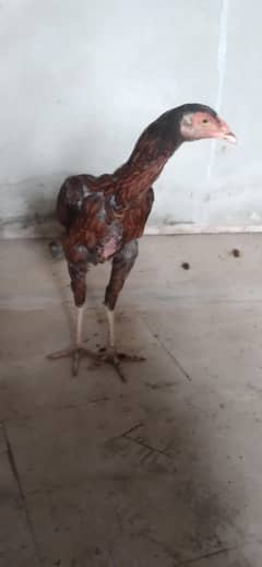 aseel female jv for sell urgently