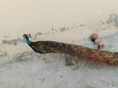 Pair