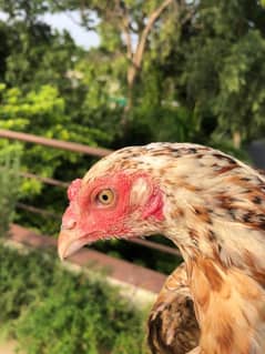 Aseel female