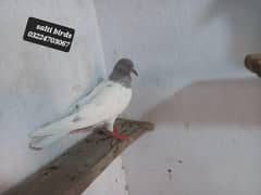 Slati and lakha birds