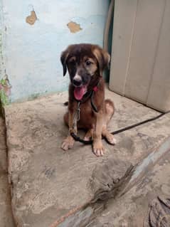 German Labra Cross  Puppi60 days aage