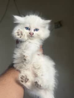 Triple coated kitten