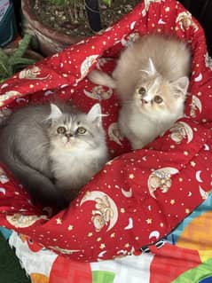kitten