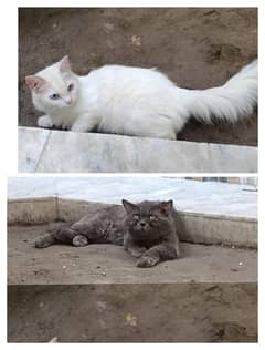 beautiful gray and white cat for sale