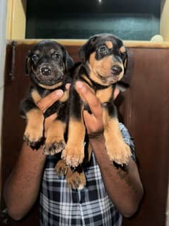 doberman puppies available