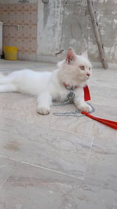 persian