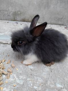 fancy rabbit lion head angora