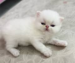 Persian