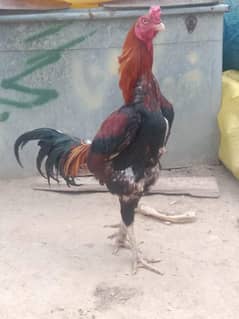 burmi