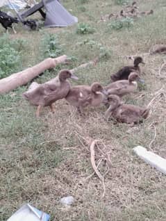 khaki Campbell ducks available 3 month old