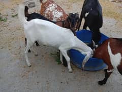 goats