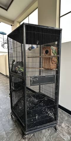 RAW Parrots For Sale!