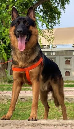 German shepherd double coat full security guard male 11 months sale
