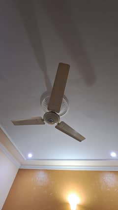 Ceiling fans Royal