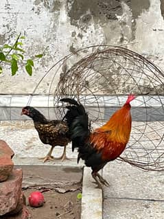 hen pair for sale