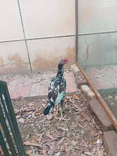 pure home breed aseel chicks