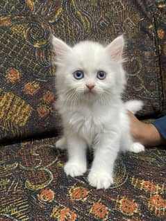 Persian Kittens