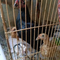 desi hens & aseel