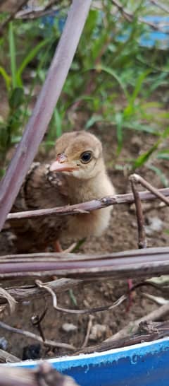 peacock chicks 1 month for sale