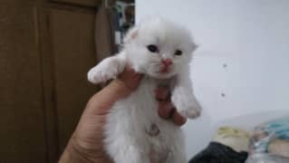 persion tripple cotted puch face