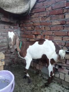 Female Goat